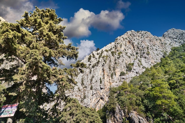 Hermoso bosque en un desfiladero contra un cielo azul nublado