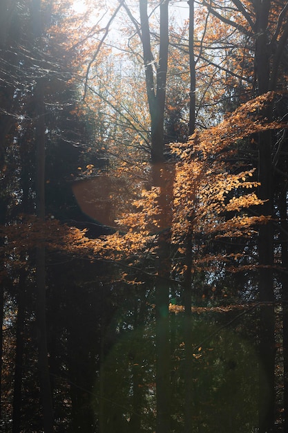 Hermoso bosque de hayas otoñales. Cárpatos, Ucrania