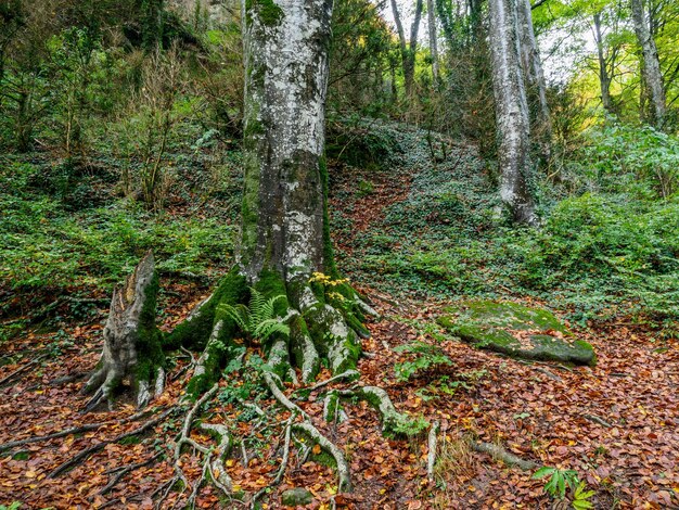 Hermoso bosque de hayas de otoño en el bosque de Grevolosa Cataluña España