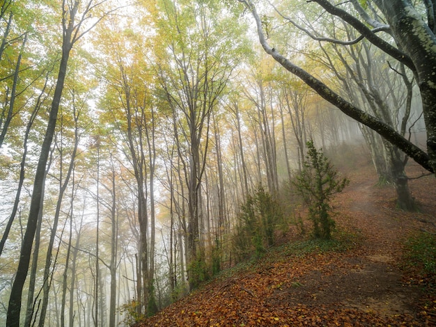 Hermoso bosque de hayas de otoño en el bosque de Grevolosa Cataluña España