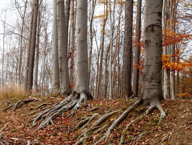 Hermoso bosque de hayas en otoño