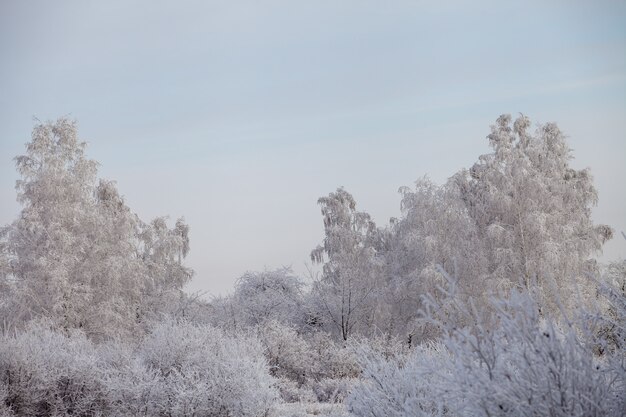 Hermoso bosque helado de invierno cubierto de nieve y escarcha