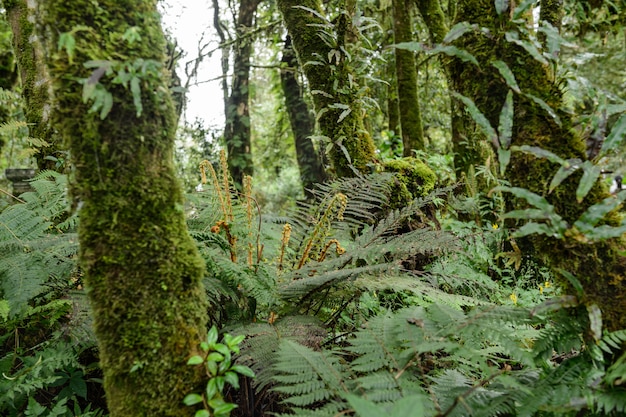 El hermoso bosque húmedo de la colina en la cima de Doi Inthanon, el pico más alto de Tailandia.