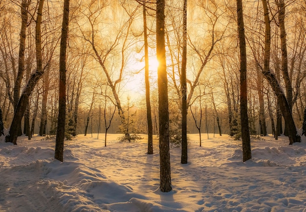 Hermoso bosque de invierno al atardecer