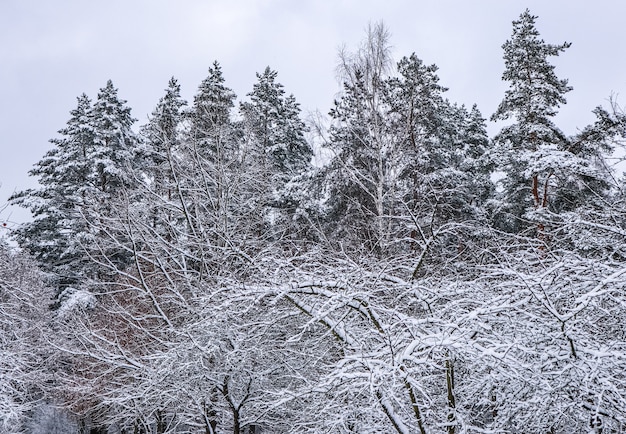 Hermoso bosque de invierno con árboles nevados, un montón de ramitas delgadas cubiertas de nieve blanca