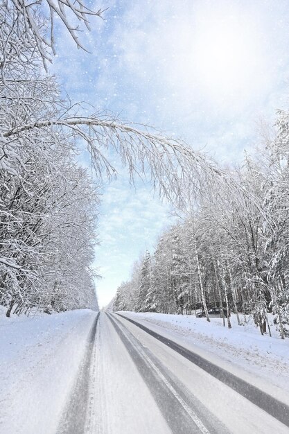 Hermoso bosque de invierno y camino Navidad de invierno