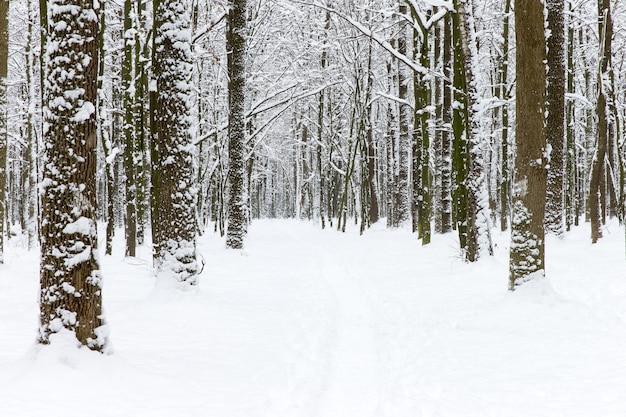 Hermoso bosque de invierno y la carretera.