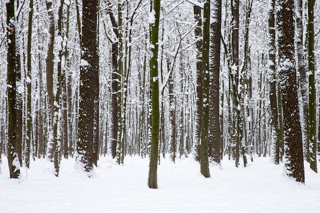 Hermoso bosque de invierno y la carretera.