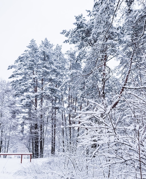 Hermoso bosque de invierno cubierto de nieve camino blanco como la nieve con una pista de esquí árboles y arbustos cubiertos de nieve