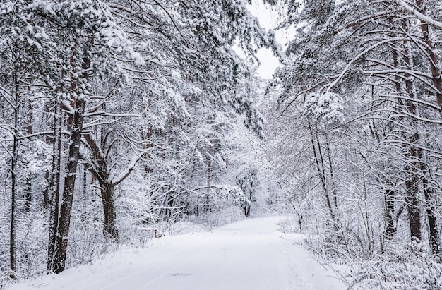 Hermoso bosque de invierno cubierto de nieve camino blanco como la nieve con una pista de esquí árboles y arbustos cubiertos de nieve