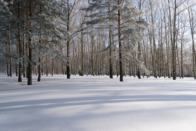 Hermoso bosque de invierno con nieve en día soleado