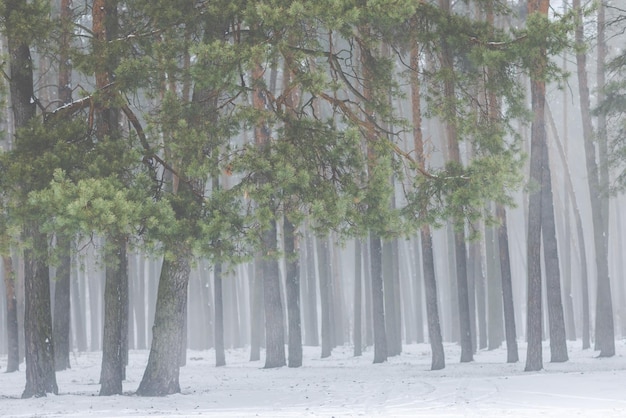 Hermoso bosque de invierno o parque en la niebla hermosos árboles de niebla en la niebla