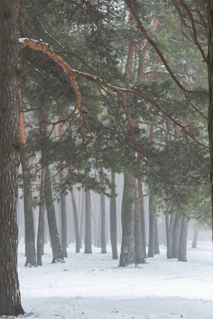 Hermoso bosque de invierno o parque en la niebla hermosos árboles de niebla en la niebla