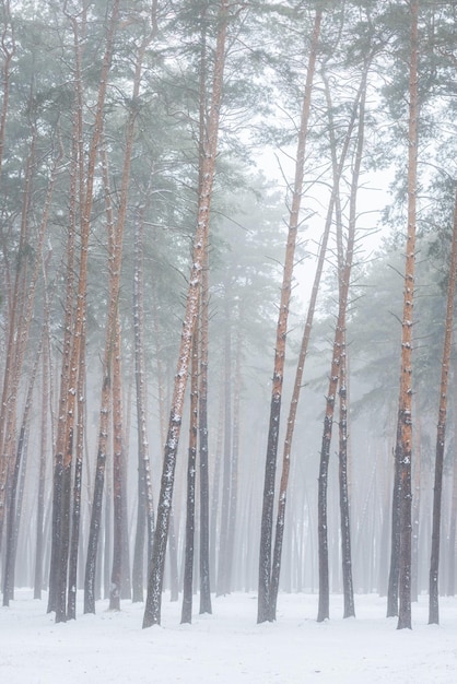 Hermoso bosque de invierno o parque en la niebla hermosos árboles de niebla en la niebla