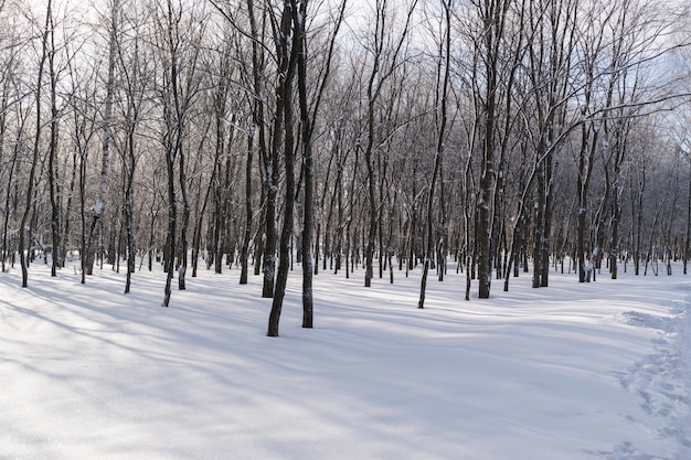 Hermoso bosque de invierno o parque en la nieve