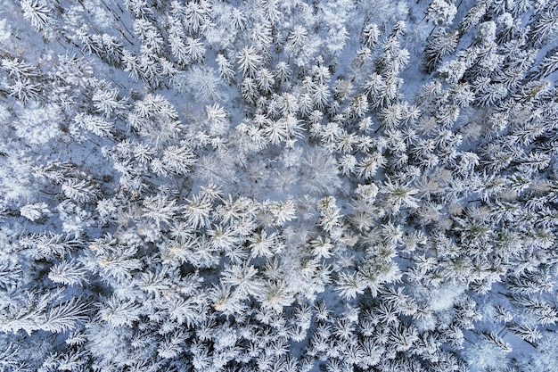 Hermoso bosque de invierno con vista aérea de árboles nevados