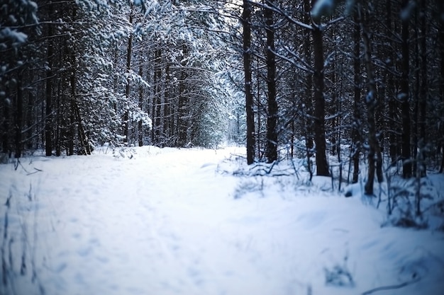 Hermoso bosque de invierno