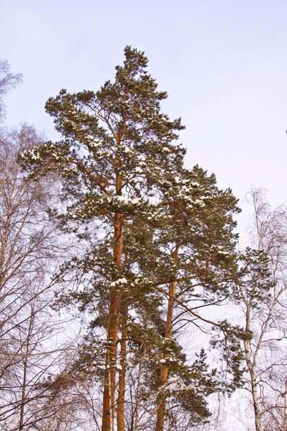 Hermoso bosque de invierno