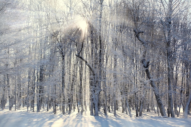 Hermoso bosque de invierno