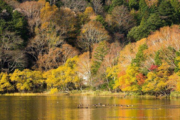 Hermoso bosque y lago en otoño