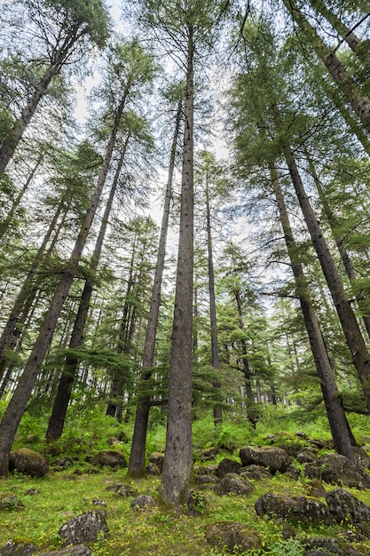 Foto hermoso bosque, manali