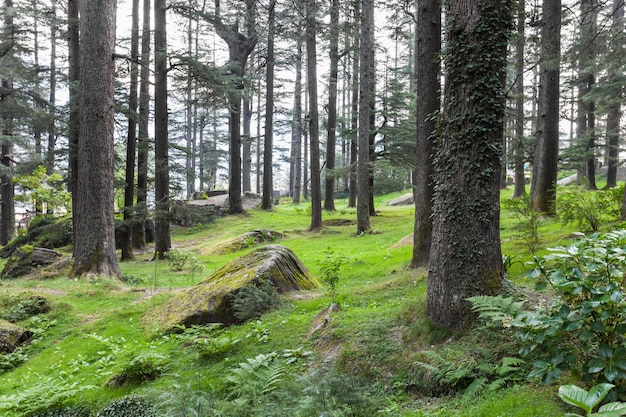 Hermoso bosque, Manali