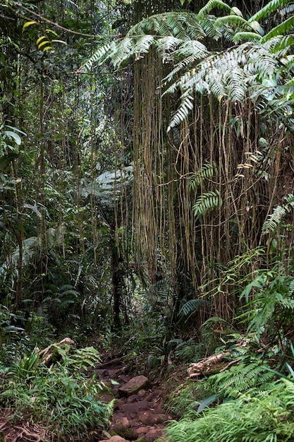 Hermoso bosque para mirar el aire fresco y fresco para respirar.