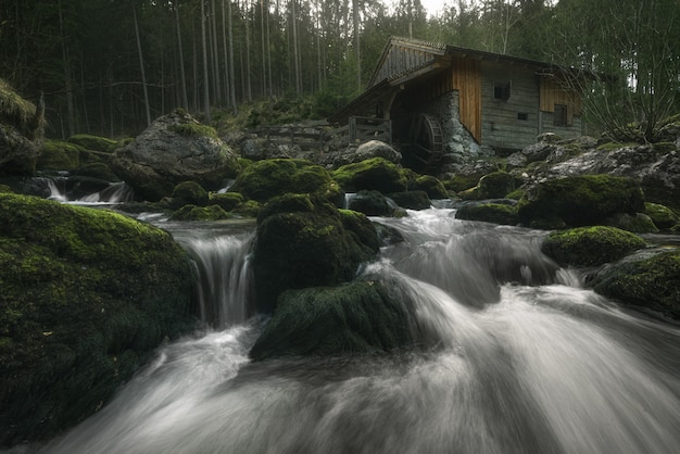 Hermoso bosque místico.