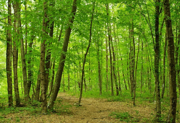 Hermoso bosque de montaña verde fresco en primavera