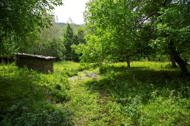 Hermoso bosque en las montañas