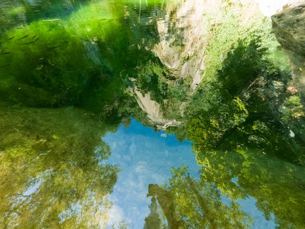 Foto hermoso bosque en la naturaleza