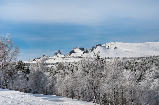 Hermoso bosque nevado de invierno