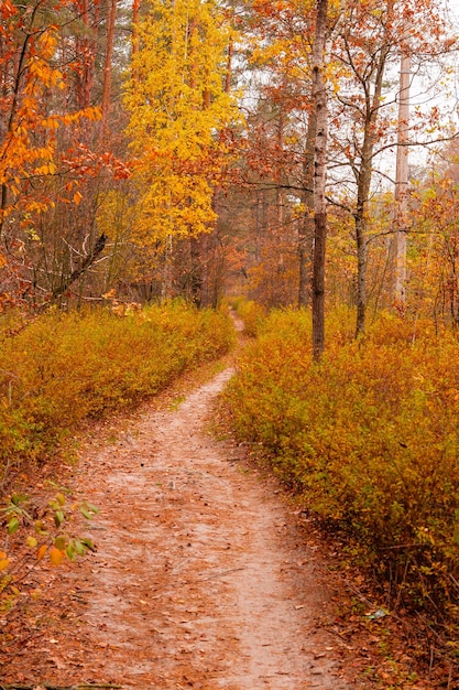 Hermoso bosque otoñal con un camino cubierto de hojas.