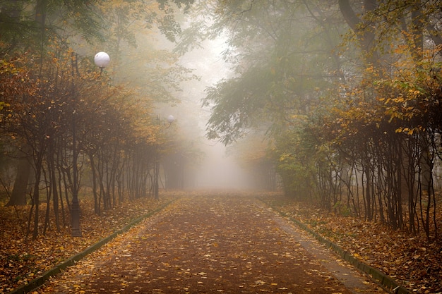 Hermoso bosque otoñal o paisaje de parque de la ciudad y niebla