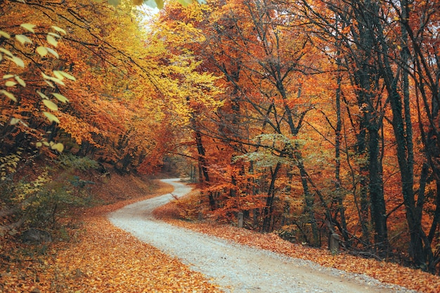 Hermoso bosque de otoño camino de montaña