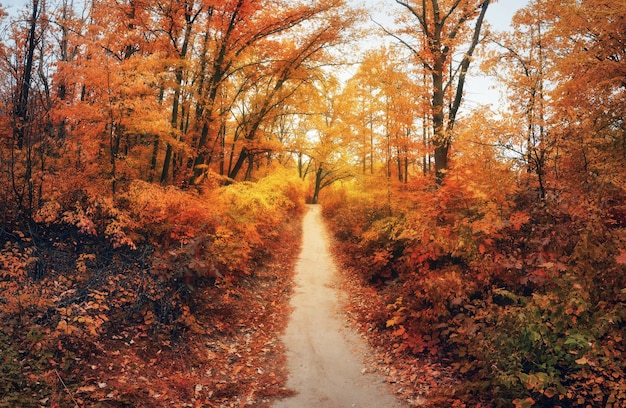 Hermoso bosque de otoño con camino. Paisaje colorido con sendero, árboles con follaje brillante y sol en otoño.