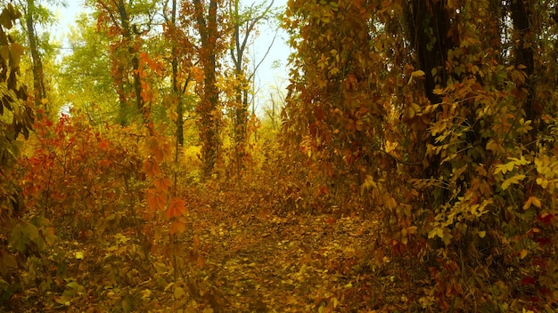 Hermoso bosque de otoño dorado en 4k