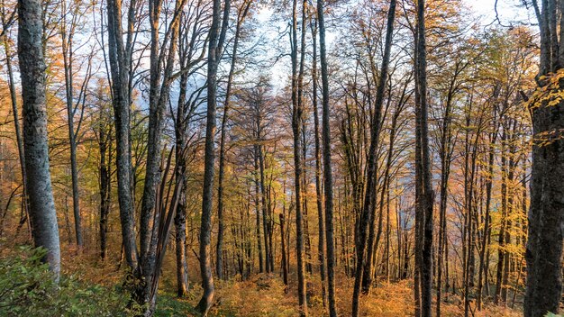 Hermoso bosque de otoño. Krasnaya Polyana, Rusia.