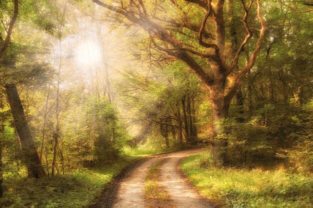 Hermoso bosque en otoño con la luz del sol entrando a través de los árboles Bosques tranquilos y serenos y naturales con un sendero mágico para caminar Plantas verdes por todas partes en un cálido día de otoño perfecto para relajarse