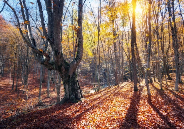 Hermoso bosque de otoño en las montañas de Crimea al atardecer Naturaleza