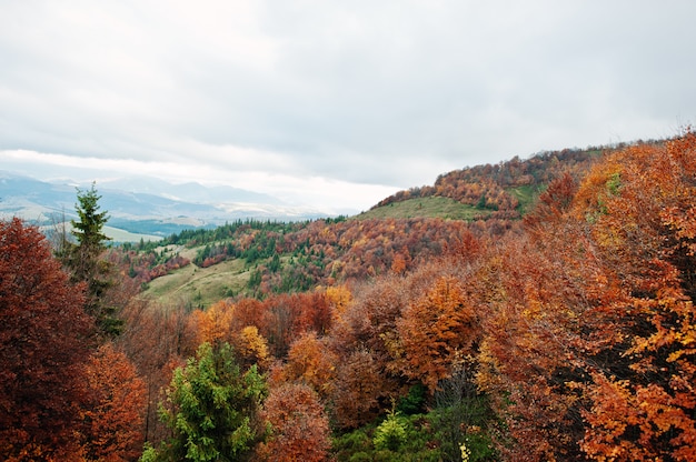 Hermoso bosque de otoño naranja, verde y rojo. Bosque del otoño, muchos árboles en las colinas anaranjadas en las montañas de los Cárpatos en Ucrania, Europa.