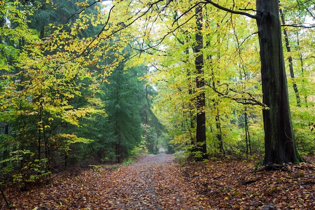 Hermoso bosque en otoño en Polonia