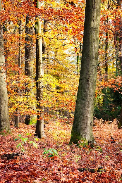 Hermoso bosque de otoño con robles y hojas.