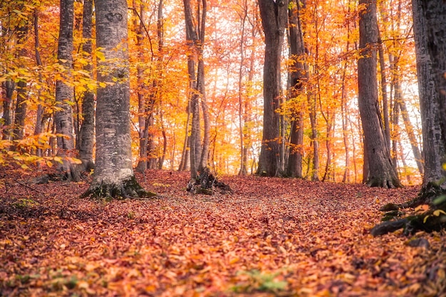 Hermoso bosque de otoño