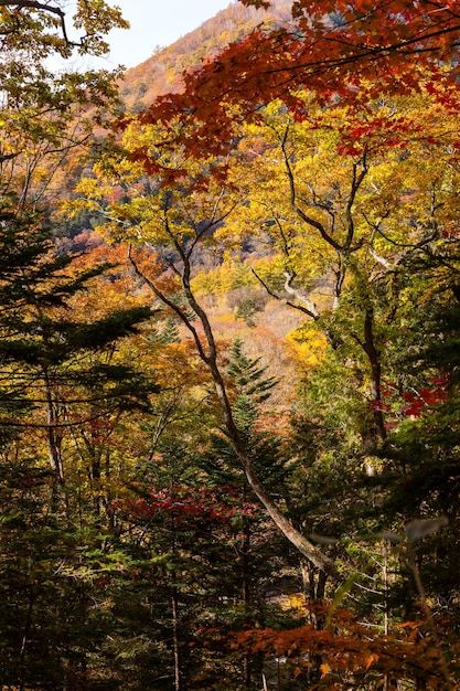 Hermoso bosque de otoño