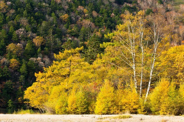 Hermoso bosque de otoño