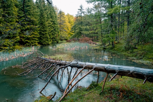 Hermoso bosque en un pequeño lago en Opakua, País Vasco, España