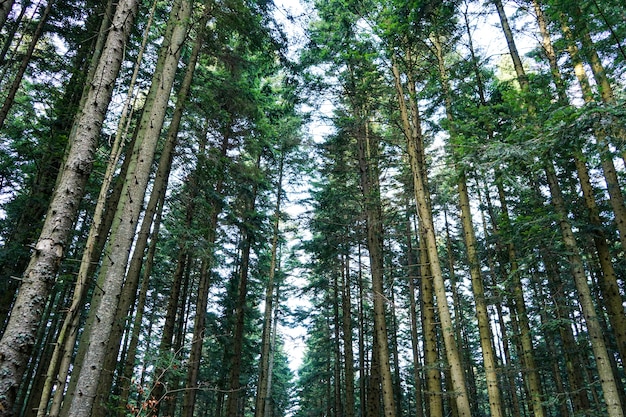 Hermoso bosque de pinos altos