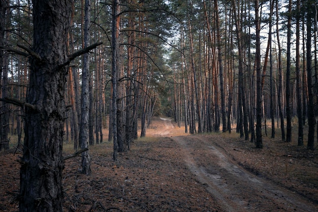 Hermoso bosque de pinos y el camino a través del bosque.