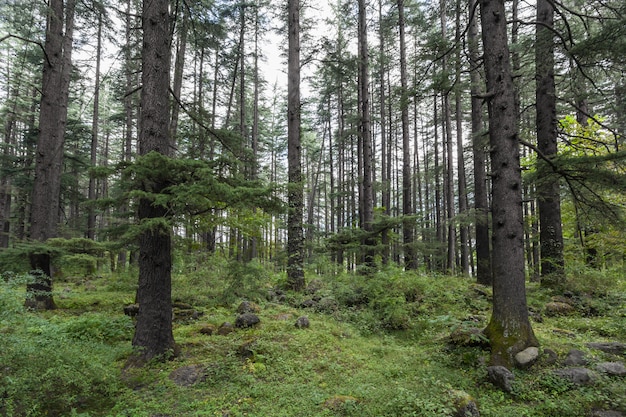 Hermoso bosque de pinos